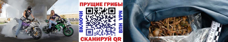 закладки  mega ССЫЛКА  Псилоцибиновые грибы GOLDEN TEACHER  Котельниково 